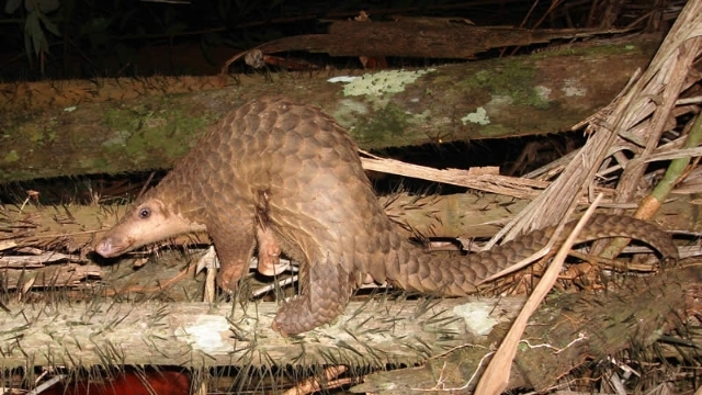 A pangolin. The animal is now accused of having spread the virus.