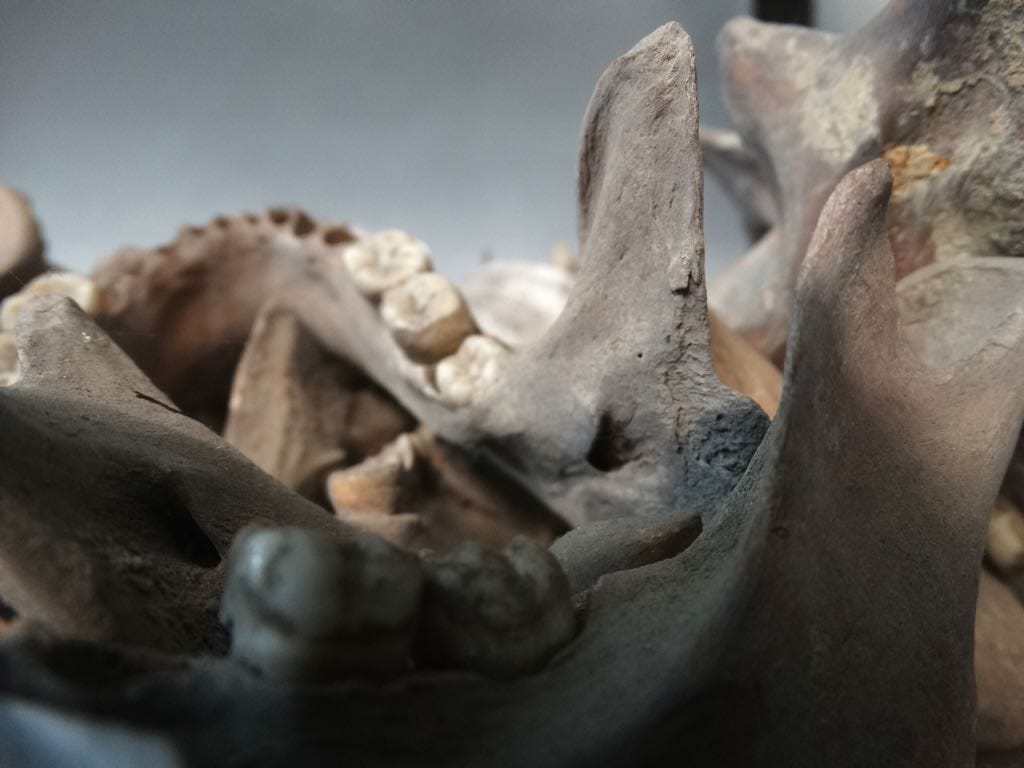 Bones from a mass grave of victims of 1971 Genocide at the Liberation War Museum, Dhaka, Bangladesh. Credits.