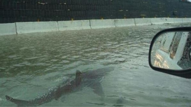 Texas, Florida: the same false image of a shark swimming on a highway reappears after each hurricane. From Twitter.