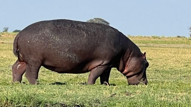 A hippo on the banks of Chobe River, Namibia, photographed by the author in November 2023.