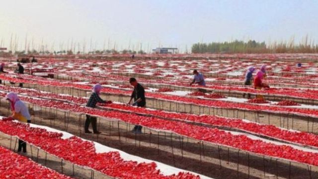 Tomato harvesting in Xinjiang. From Weibo.