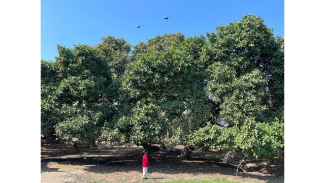 In the shade of the Great Banyan tree