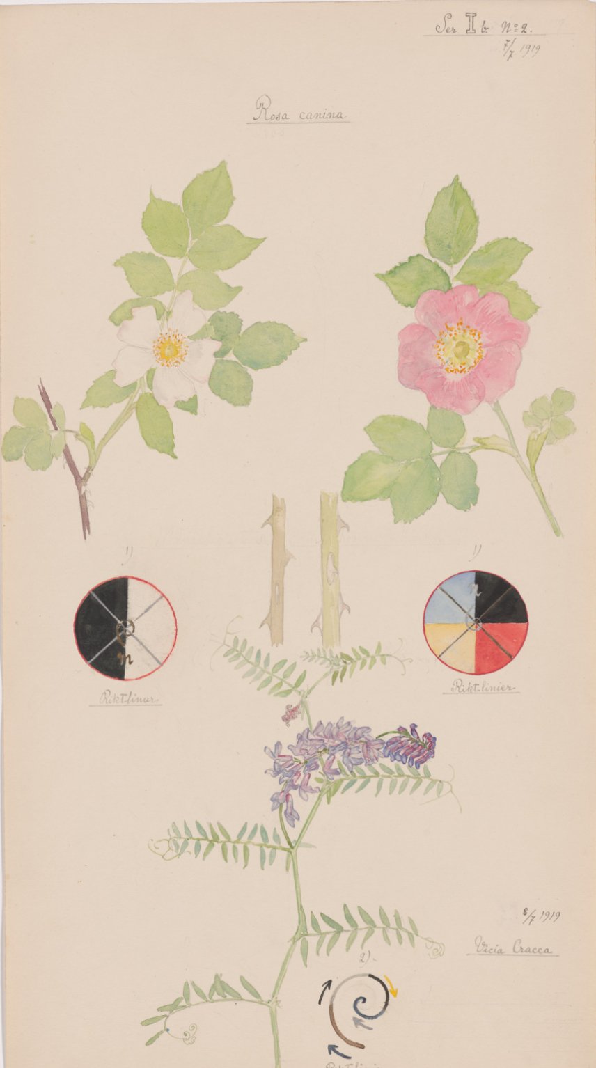 Hilma af Klint, “Rosa canina (Dog Rose), Rosa dumalis (Glaucous Dog Rose), Vicia cracca (Bird Vetch). Nature Studies, No. 19,” 1919.