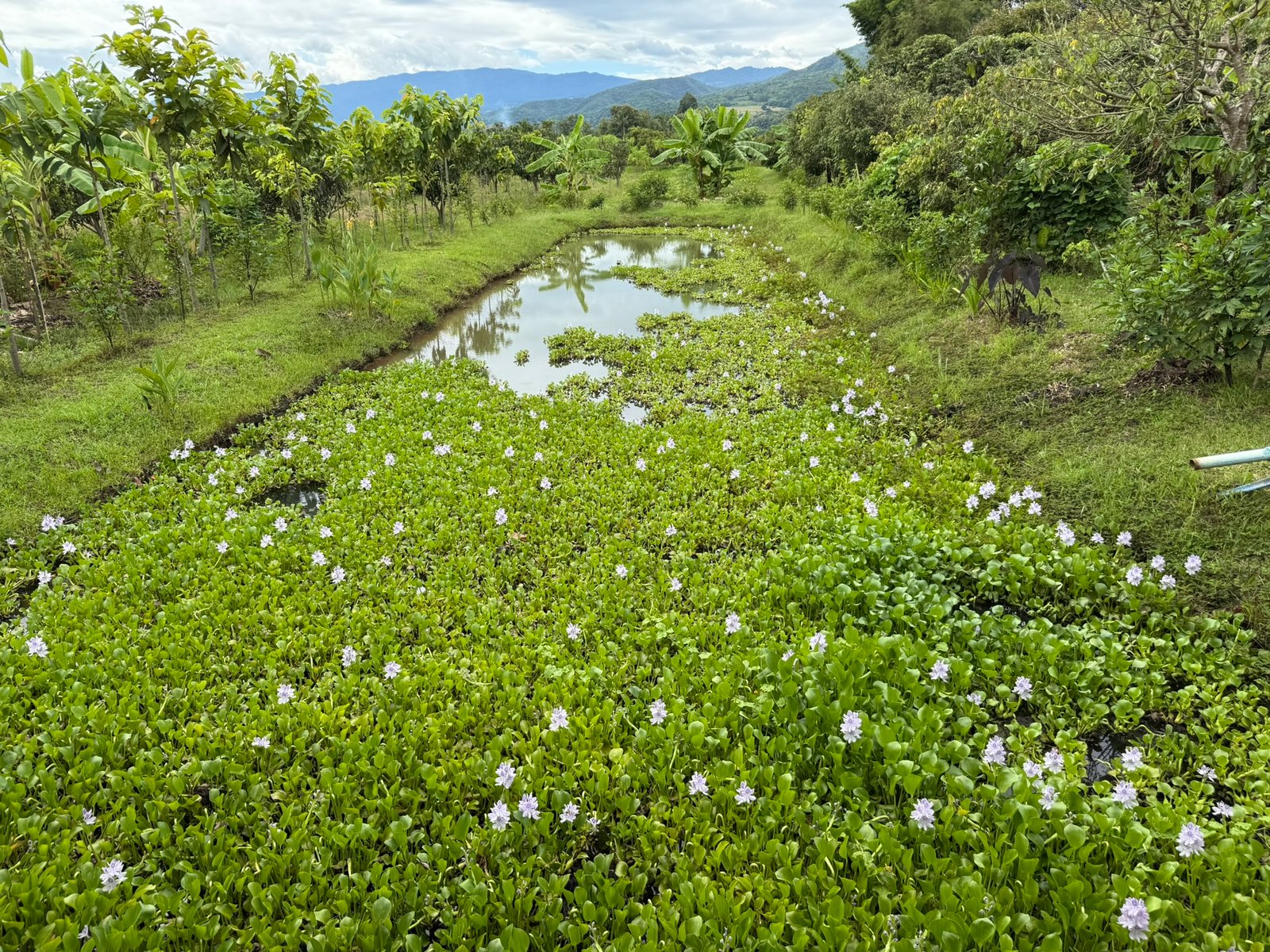 A seed of the future: the Thai Second Home.