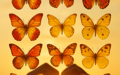 Human Rights Day: Tai Ji Men and the Poetry of Resilience