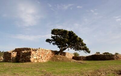 Sacred Groves Unbuilt: The Significance of Miaoli in Light of the Tai Ji Men Case