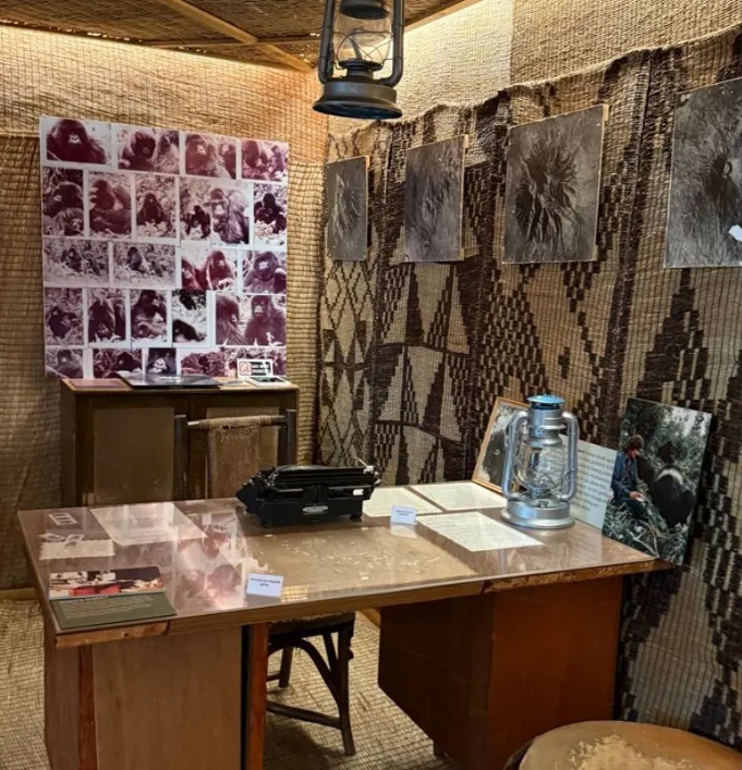 Reconstruction of Dian Fossey&rsquo;s (1932&ndash;1985) cabin, with original artifacts. The Ellen DeGeneres Campus of the Dian Fossey Gorilla Fund, Kinigi, Rwanda. Photo by the author.