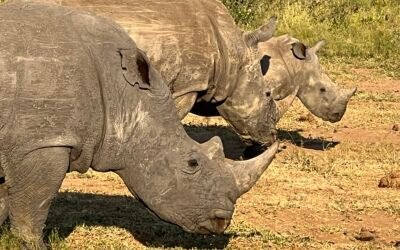 Africa, Not Even Rhinos Are Safe from Chinese Neo-Colonialism
