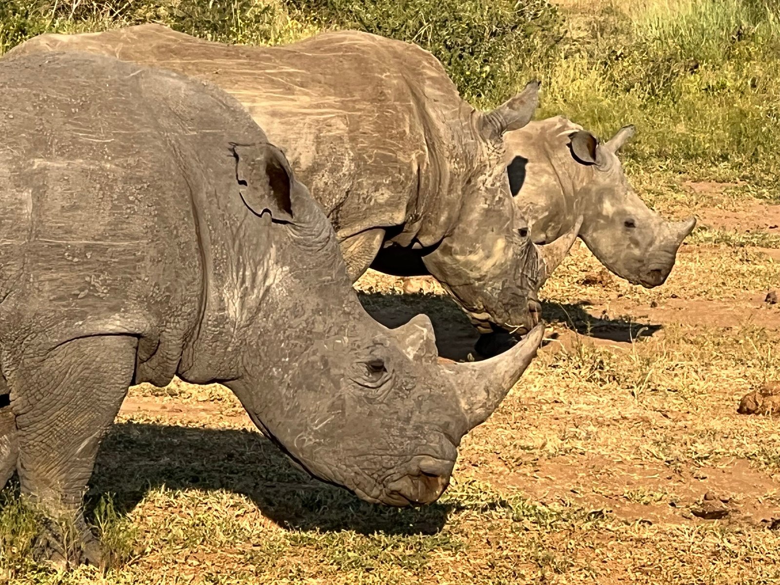 Our early safaris: non-dehorned rhinos