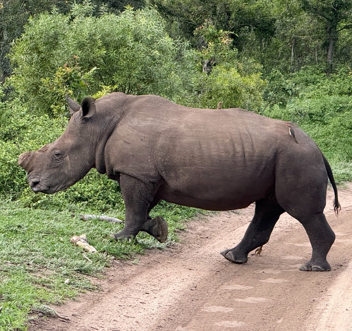 A more recent safari: a dehorned rhino.