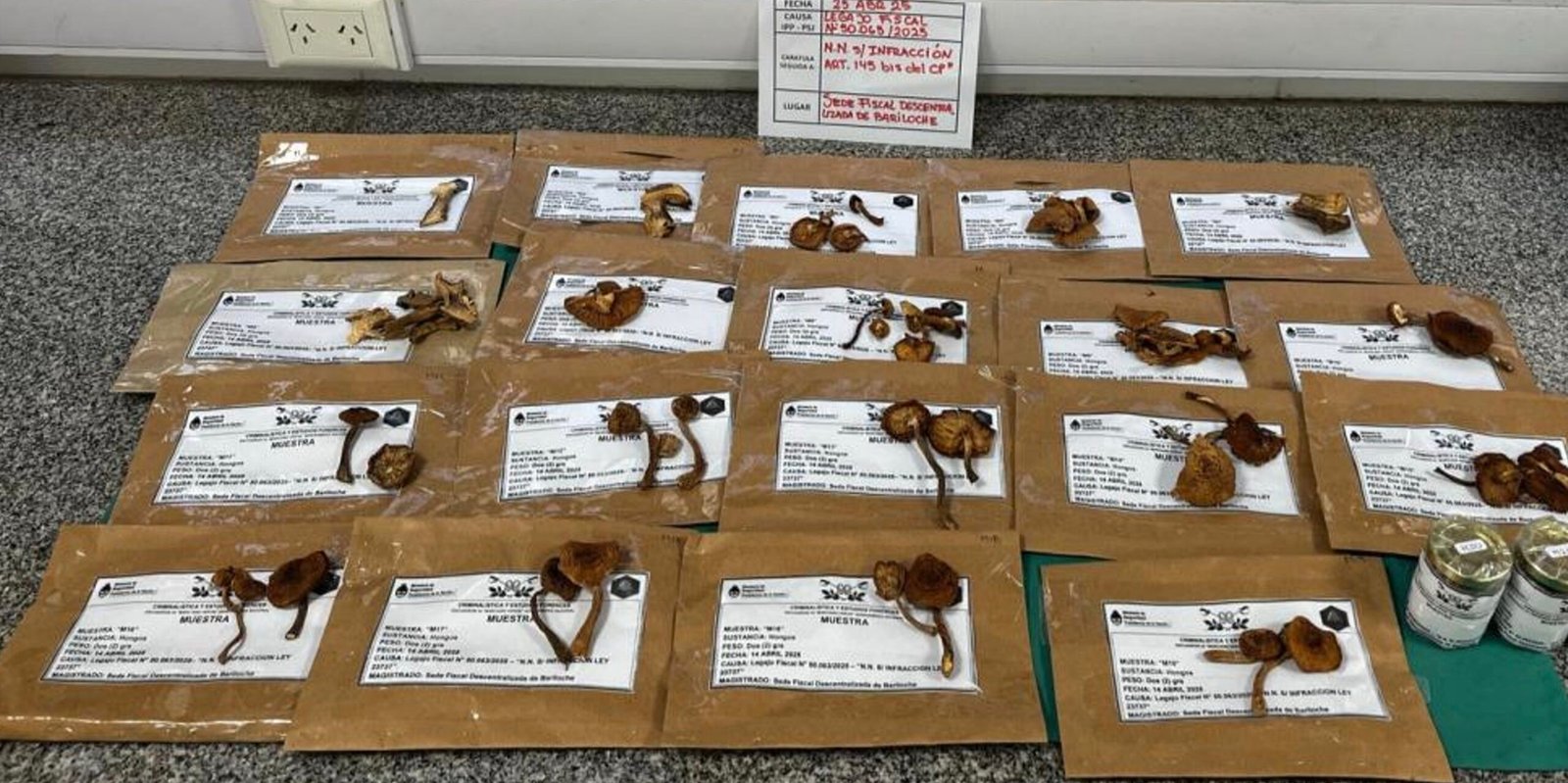 The seized dried mushrooms: not hallucinogenic and used for cooking. Source: Argentina’s National Police.
