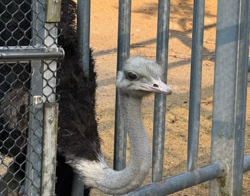 Mount Zion’s ostrich farm.