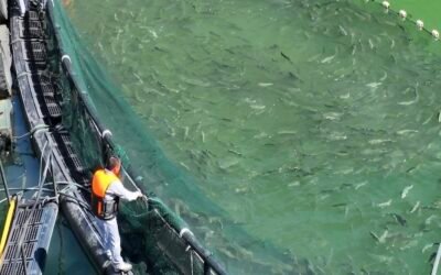 Salmons and Uyghur Labor: Traceable Fish, Unanswered Questions