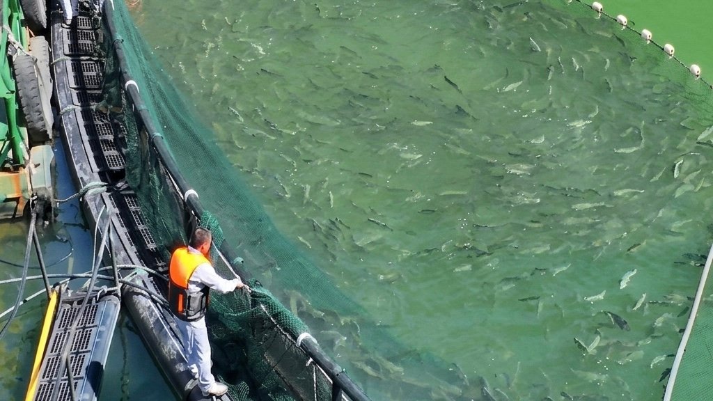 Salmon farming in Xinjiang. Screenshot.